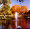 swans swimming in our pond