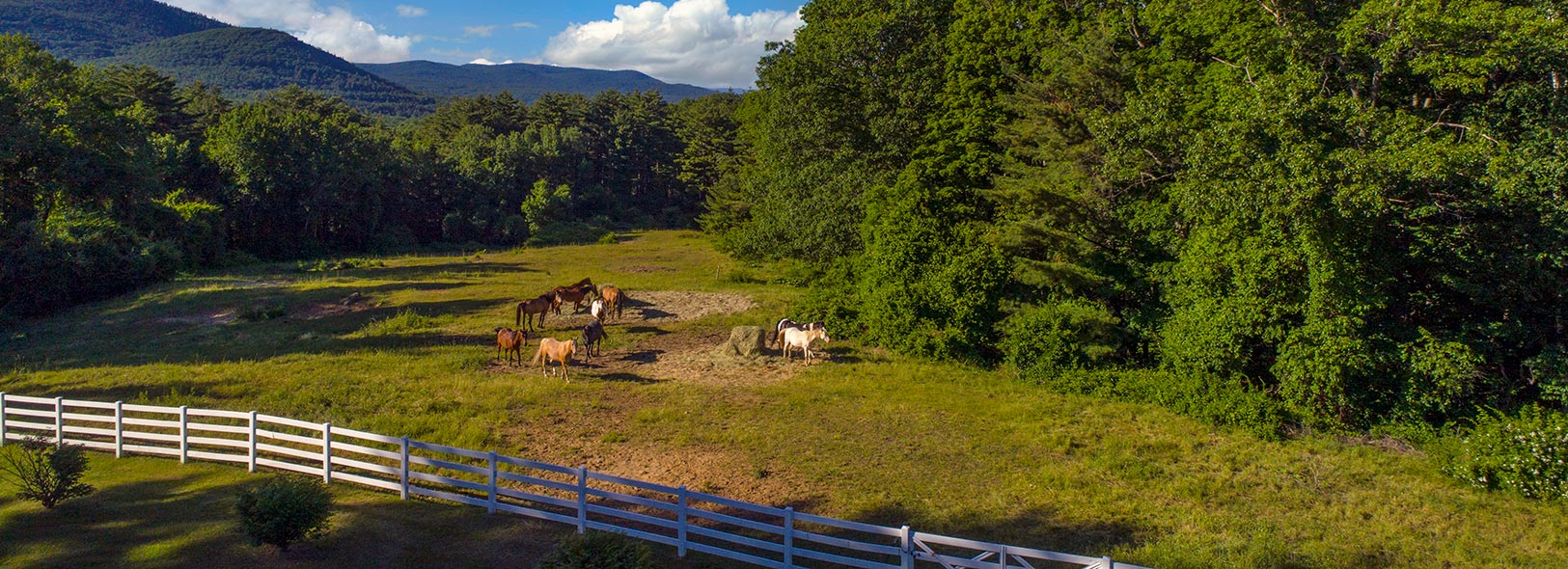 Horses grazing in the field at Roaring Brook Ranch